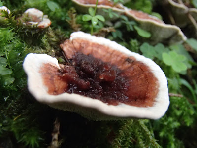 kolczakówka kroplista Hydnellum peckii 