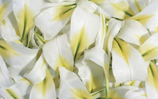White Flowers wallpaper