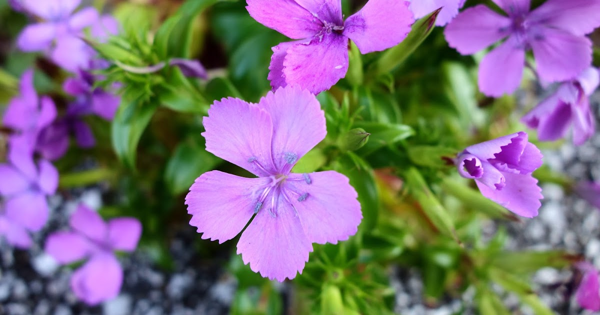 13秋廣島四國 植物見學