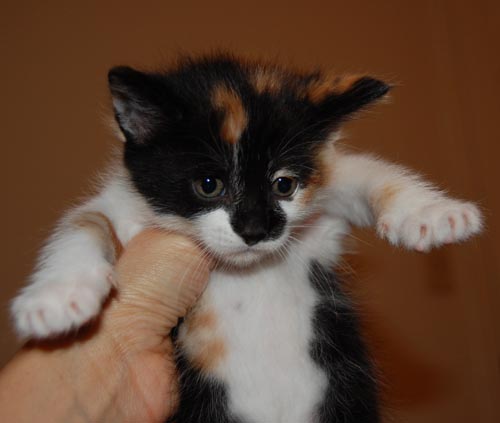 CCLAS Paw tastic Blog Suri s kittens  will be up for 