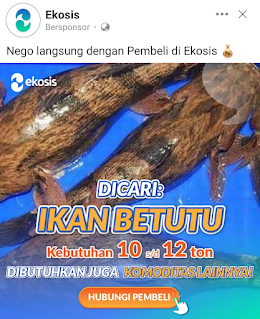 Fakta ikan betutu