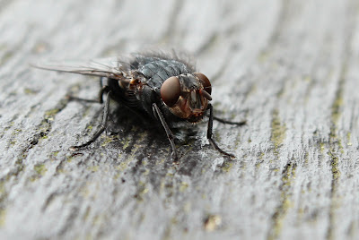 Blauwe Vleesvlieg sp - Drager - Calliphora sp