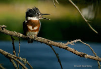 Belted Kingfisher juvenile female looks like it’s yawning -Aug. 5, 2017 – © Matt Beardsley