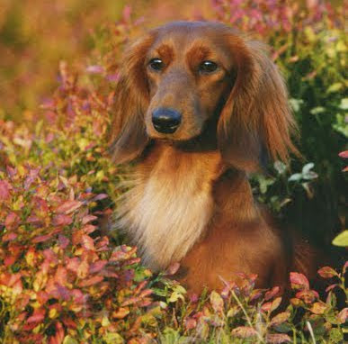 long haired dachshund photos. long haired dachshund photos.