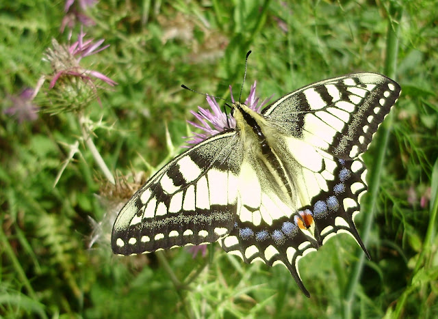 Bolboreta Papilio machaon libando