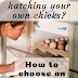 How to choose a poultry incubator