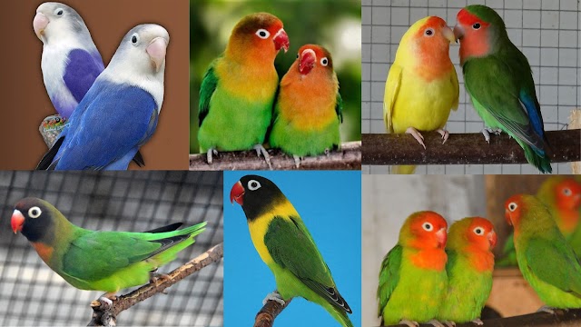 Top 10 Commercial Lovebirds in Pakistan