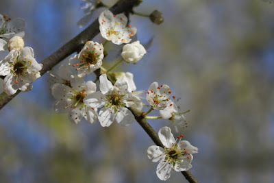 Krikelbeam - Sleedoorn - Prunus spinosa