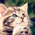Kitty Cat Meow Ringtone