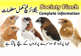 Society banglais finch