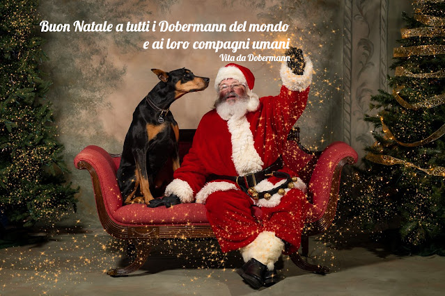 vita da dobermann