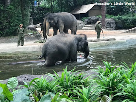 Elephants at Work and Play show, Singapore Zoo