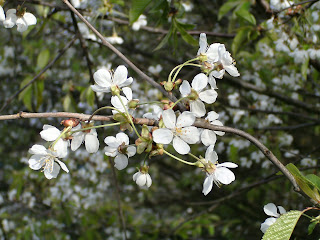 Wild Cherry Flowers