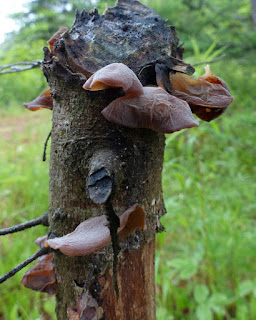 Auricularia americana- Auriculaire d'Amérique