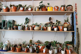 Cactus / Green addict / Blog Atelier rue verte /