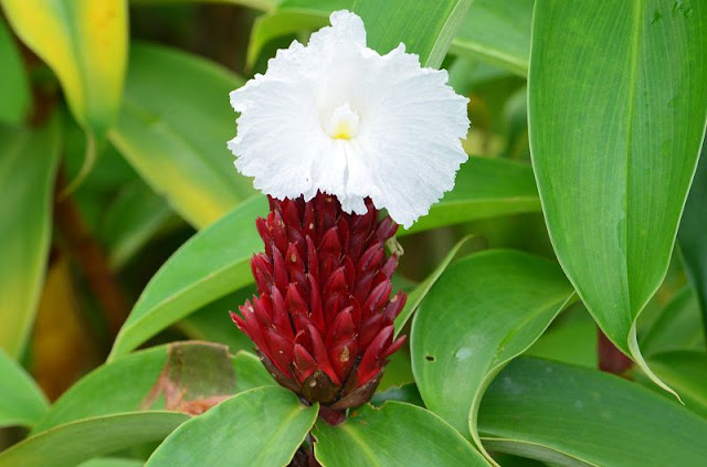 Hoa cây Mía Dò - Costus speciosus - Nguyên liệu làm thuốc Chữa bệnh Mắt Tai Răng Họng