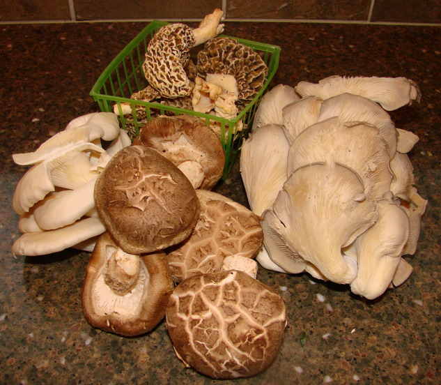 Mushroom Supplier Company in Patna | Mushroom Supplier Company in India | Biobritte Agro Solutions Private Limited