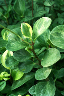 Peperomia à feuilles obtuses - Peperomia obtusifolia 