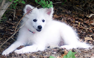 American Eskimo Puppy Pictures