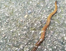 Cacing Aneh Berkepala Martil Ditemukan Di Malaysia, Hammerworm?