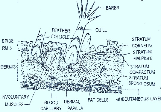 bird-skin-section