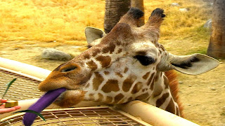 Giraffe Tongue Color