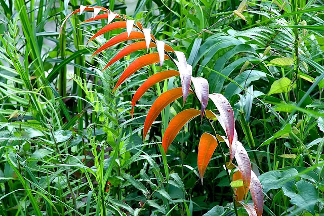 Paku Merah Blechnum Sp Red Fern