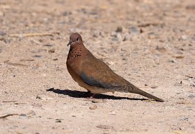 Laughing Dove - Oued Souss, Morocco