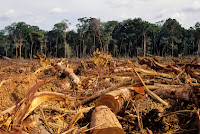 penebangan-liar-atau-illegal-logging