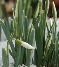 Schneeglöckchen © H. Brune