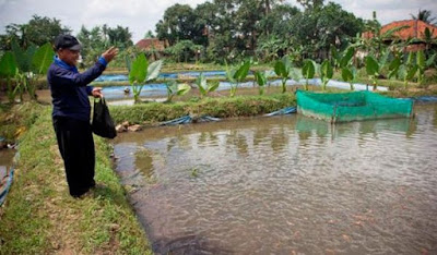 Hasil gambar untuk budidaya ikan