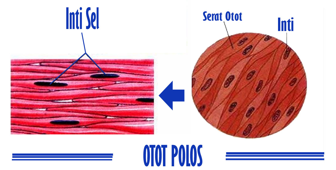 Pengertian Otot  Polos  Beserta Jenis dan Ciri  Cirinya 