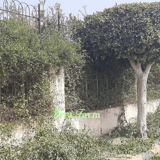 شركة ميرة فارم لتنسيق الحدائق ابو ظبي دبي عجمان الشارقة ام القيوين العين
