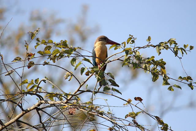 JIM CORBETT NATIONAL PARK