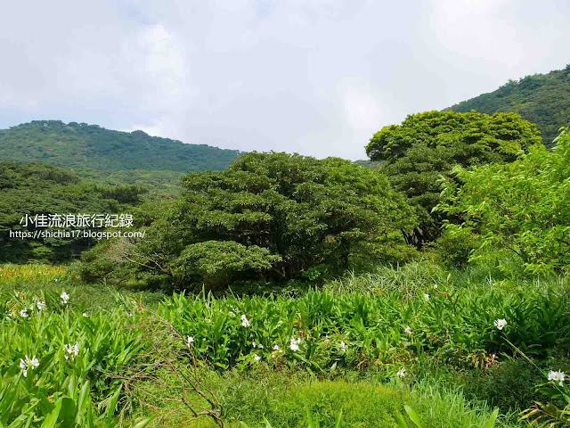 大屯池步道野薑花