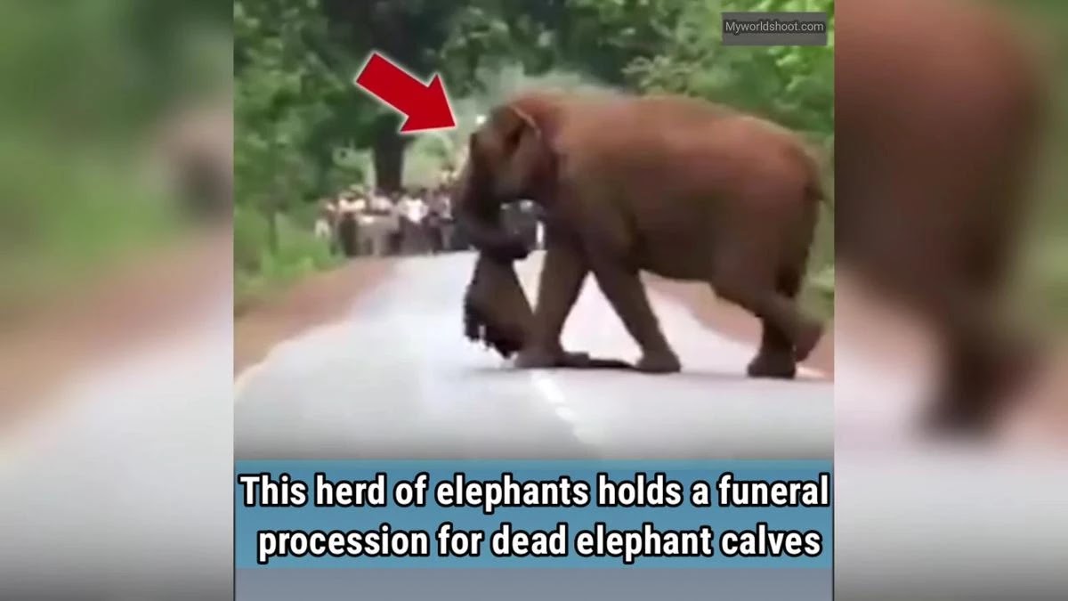 funeral-procession-for-dead-elephant-calf