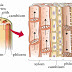 Role of Xylem Phloem, Sclerenchyma, Collenchyma