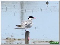 20110522_115304_072_LiZeWetLand