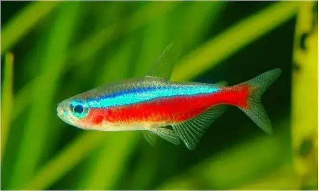 Neon Tetra Male Fish