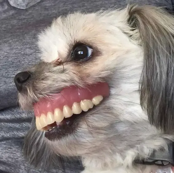 A Dog Steals His Owner's Dentures And Gets A New Smile