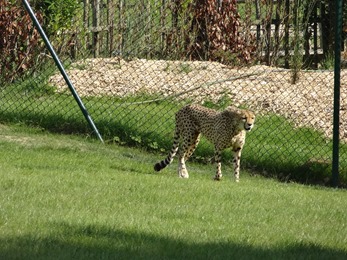 2018.06.30-053 guépard