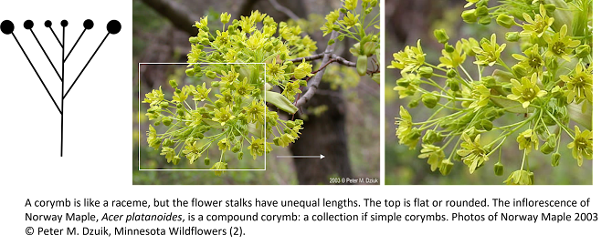Compound corymb of yellow-green Norway maple flowers.