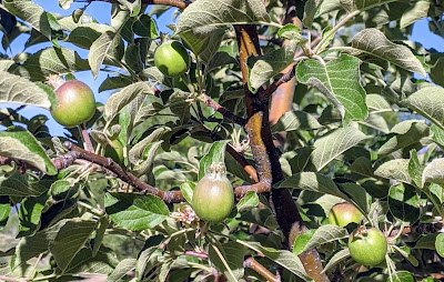 Unripe Apples