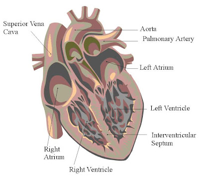 diagram of the human heart