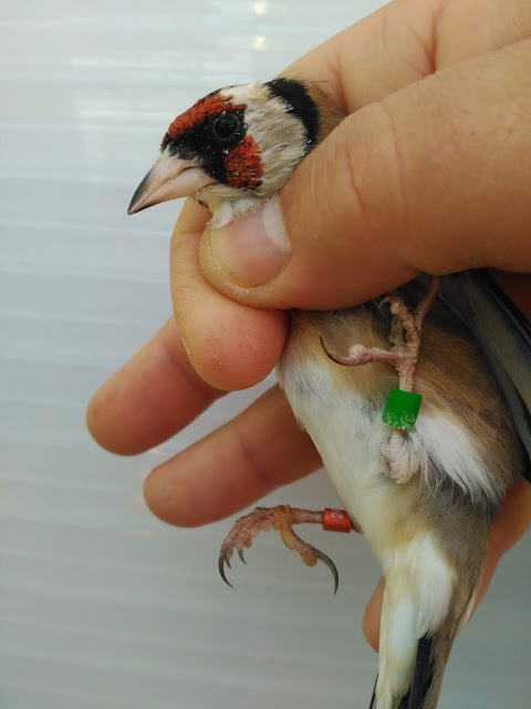 Aviario en Albox -Almería macho