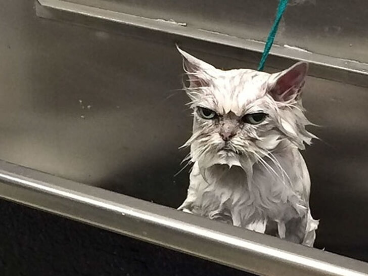 26 Adorable Pictures Of Angry Animals