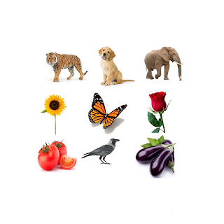 general knowledge english, com.bhavyapp.generalknowledgeenglish, generalknowledgeenglish, bhavyApp, vagitables, wild animals, domestic animals, birds, flowers, insects