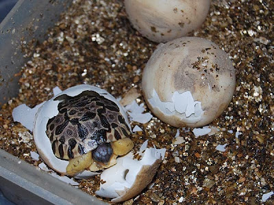 Astrochelys radiata saliendo del huevo