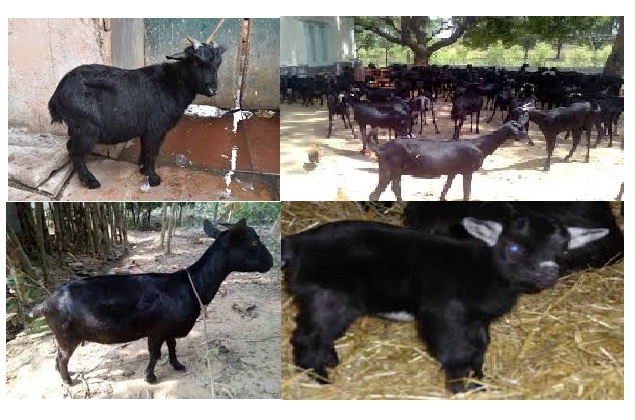 black bengal goat