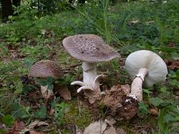 Amanita spissa